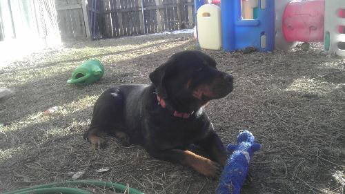 Tinkerbelle