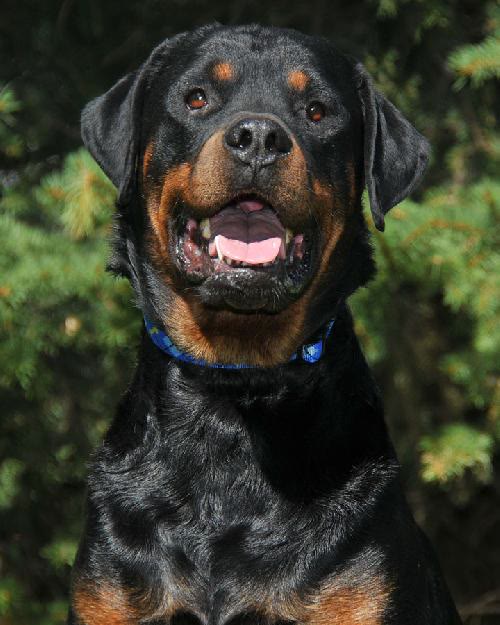 Tobias