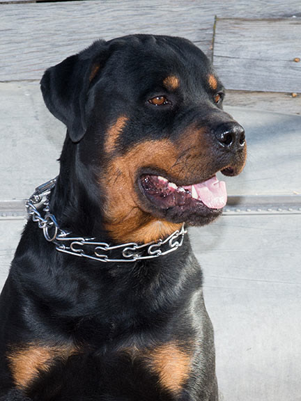 Tonka