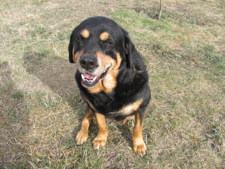 Tonka