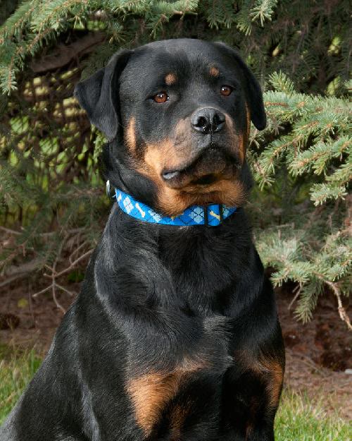 Tyson