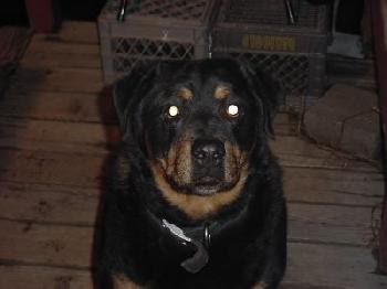 Zeus
